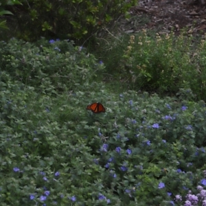 Danaus plexippus at Brisbane City, QLD - 18 Oct 2023 12:54 PM