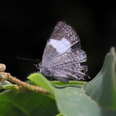 Jalmenus sp. (genus) at Brisbane City, QLD - 18 Oct 2023 by TimL