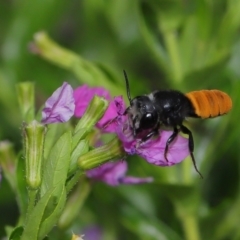 Megachile mystaceana at Brisbane City, QLD - 18 Oct 2023 by TimL