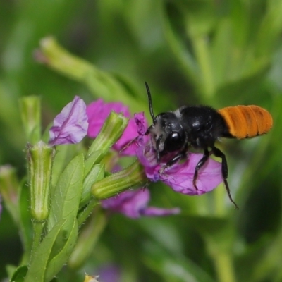 Megachile mystaceana at Brisbane City, QLD - 18 Oct 2023 by TimL