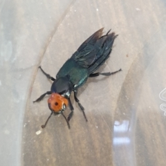 Creophilus erythrocephalus (Devil's coach horse, Rove beetle) at Morphett Vale, SA - 18 Oct 2023 by Anjaj