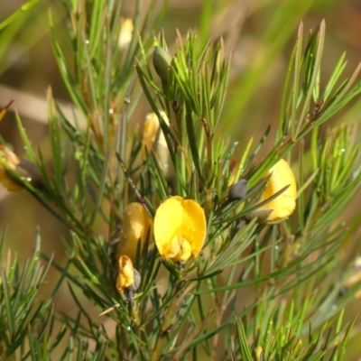 Gompholobium grandiflorum (Large Wedge-pea) at Wattle Ridge, NSW - 10 Oct 2023 by Curiosity