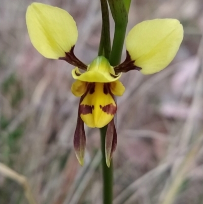 Diuris sulphurea (Tiger Orchid) at Fadden, ACT - 19 Oct 2023 by KumikoCallaway