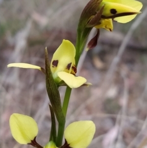 Diuris sulphurea at Fadden, ACT - 19 Oct 2023