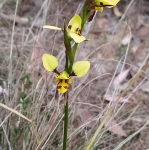 Diuris sulphurea at Fadden, ACT - 19 Oct 2023