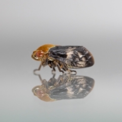 Chaetophyes compacta (Tube spittlebug) at Jerrabomberra, NSW - 16 Oct 2023 by MarkT