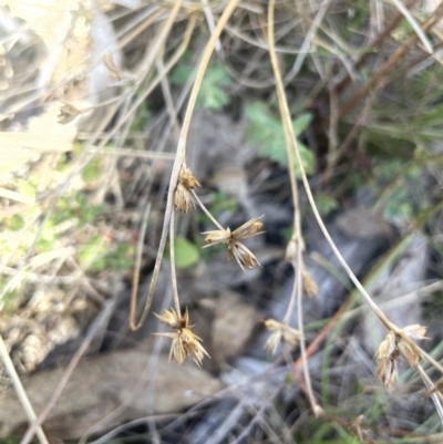 Juncus homalocaulis (A Rush) at Googong, NSW - 18 Oct 2023 by JaneR