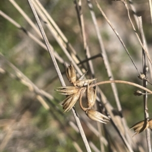 Juncus homalocaulis at Googong, NSW - 18 Oct 2023