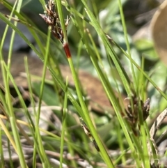 Schoenus apogon (Common Bog Sedge) at Googong, NSW - 18 Oct 2023 by JaneR