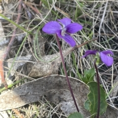 Viola betonicifolia (Mountain Violet) at Googong, NSW - 18 Oct 2023 by JaneR