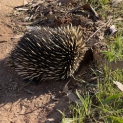 Tachyglossus aculeatus (Short-beaked Echidna) at Hackett, ACT - 18 Oct 2023 by Louisab