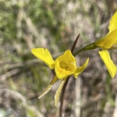 Diuris amabilis (Large Golden Moth) at Burra, NSW - 18 Oct 2023 by JaneR