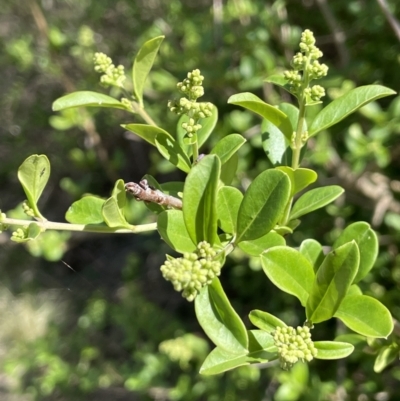 Ligustrum sinense (Narrow-leaf Privet, Chinese Privet) at Burra, NSW - 18 Oct 2023 by JaneR