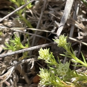 Scleranthus diander at Burra, NSW - 18 Oct 2023 11:42 AM