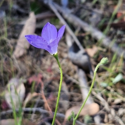Wahlenbergia stricta subsp. stricta (Tall Bluebell) at The Pinnacle - 18 Oct 2023 by sangio7