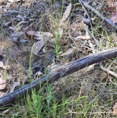 Wahlenbergia stricta subsp. stricta at Belconnen, ACT - 18 Oct 2023 03:54 PM