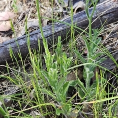 Wahlenbergia stricta subsp. stricta at Belconnen, ACT - 18 Oct 2023 03:54 PM