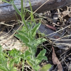 Wahlenbergia stricta subsp. stricta at Belconnen, ACT - 18 Oct 2023 03:54 PM