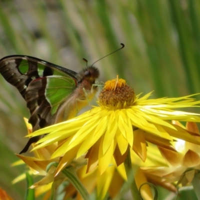 Graphium macleayanum (Macleay's Swallowtail) at ANBG - 17 Oct 2023 by Christine