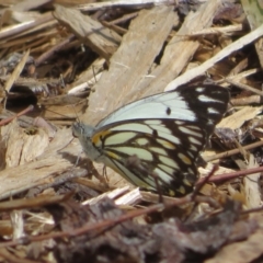 Belenois java (Caper White) at ANBG - 17 Oct 2023 by Christine