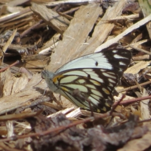 Belenois java at Acton, ACT - 17 Oct 2023 12:23 PM