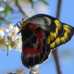 Delias harpalyce (Imperial Jezebel) at ANBG - 17 Oct 2023 by Christine