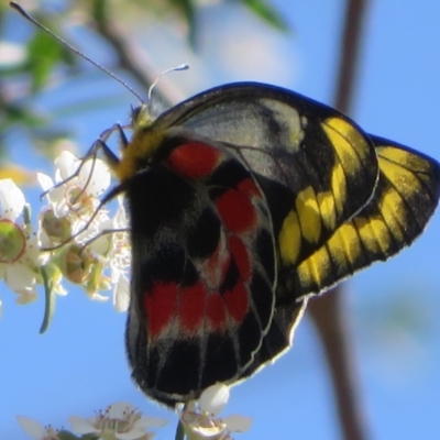 Delias harpalyce (Imperial Jezebel) at Canberra Central, ACT - 17 Oct 2023 by Christine