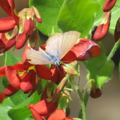 Lampides boeticus (Long-tailed Pea-blue) at Canberra Central, ACT - 17 Oct 2023 by Christine