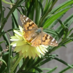 Vanessa kershawi (Australian Painted Lady) at Acton, ACT - 17 Oct 2023 by Christine