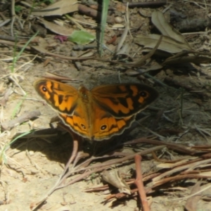 Heteronympha merope at Flynn, ACT - 18 Oct 2023 01:30 PM