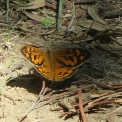 Heteronympha merope (Common Brown Butterfly) at Flynn, ACT - 18 Oct 2023 by Christine