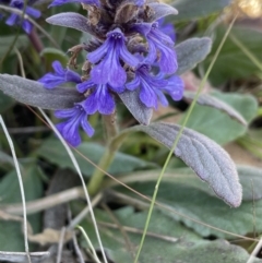 Ajuga australis (Austral Bugle) at Burra, NSW - 18 Oct 2023 by JaneR