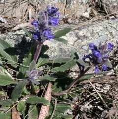 Ajuga australis at Burra, NSW - 18 Oct 2023