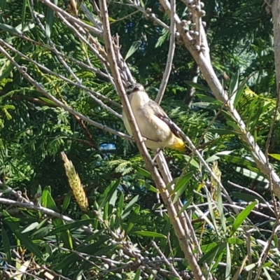 Pardalotus punctatus (Spotted Pardalote) at Isaacs, ACT - 18 Oct 2023 by Mike