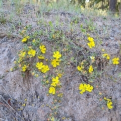 Hibbertia obtusifolia (Grey Guinea-flower) at Isaacs, ACT - 19 Oct 2023 by Mike