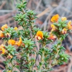 Pultenaea procumbens (Bush Pea) at Isaacs, ACT - 19 Oct 2023 by Mike