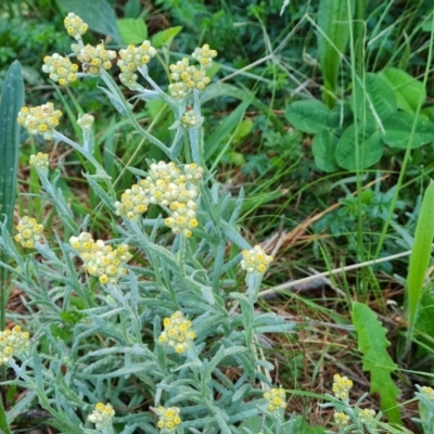 Pseudognaphalium luteoalbum (Jersey Cudweed) at Isaacs Ridge and Nearby - 19 Oct 2023 by Mike