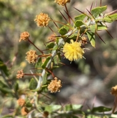 Acacia paradoxa (Kangaroo Thorn) at Burra, NSW - 18 Oct 2023 by JaneR