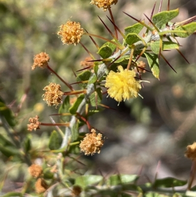 Acacia paradoxa (Kangaroo Thorn) at Burra, NSW - 18 Oct 2023 by JaneR