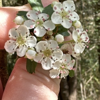 Crataegus monogyna (Hawthorn) at Kangaroo Valley, NSW - 19 Oct 2023 by lbradley