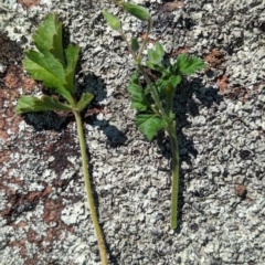 Erodium crinitum (Native Crowfoot) at Belconnen, ACT - 19 Oct 2023 by CattleDog