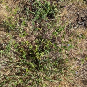 Erodium crinitum at Belconnen, ACT - 19 Oct 2023