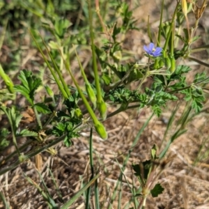 Erodium crinitum at Belconnen, ACT - 19 Oct 2023