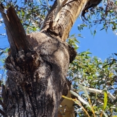 Eucalyptus sieberi (Silvertop Ash) at Eden, NSW - 18 Oct 2023 by Steve818