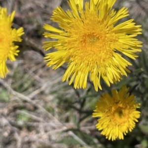 Podolepis jaceoides at Burra, NSW - 18 Oct 2023