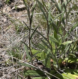 Podolepis jaceoides at Burra, NSW - 18 Oct 2023