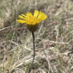 Podolepis jaceoides at Burra, NSW - 18 Oct 2023