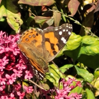 Vanessa kershawi (Australian Painted Lady) at Holt, ACT - 18 Oct 2023 by trevorpreston