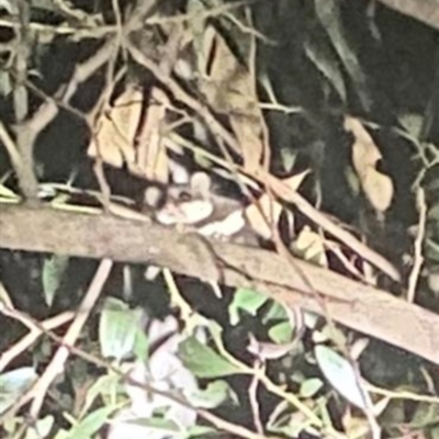 Acrobates pygmaeus (Feathertail Glider) at Cotter River, ACT - 18 Oct 2023 by jaimiehopkins