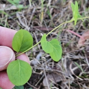 Lonicera japonica at Belconnen, ACT - 18 Oct 2023 03:37 PM